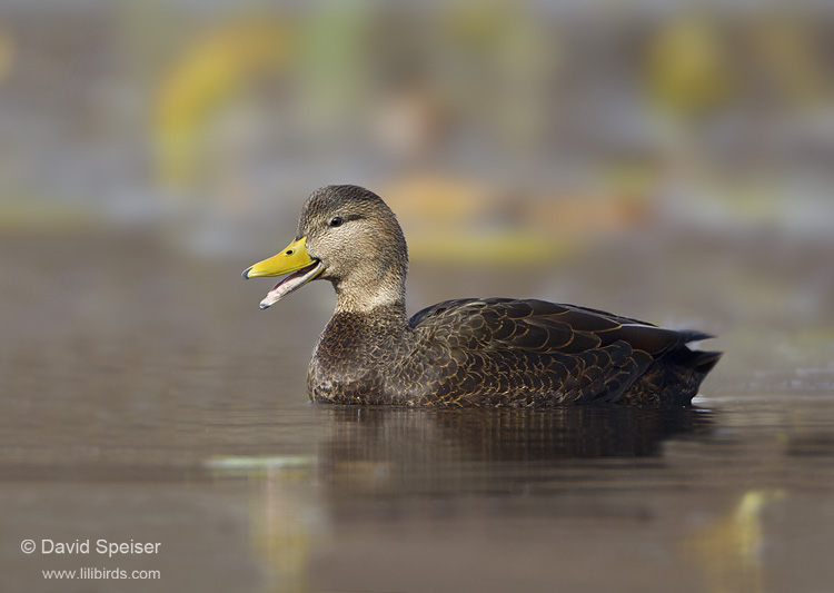 American Black Duck