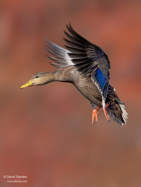 American Black Duck