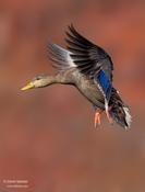 American Black Duck