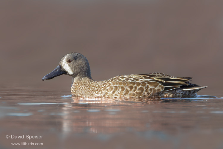 Blue-winged Teal