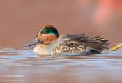 Green-winged Teal