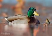 Mallard