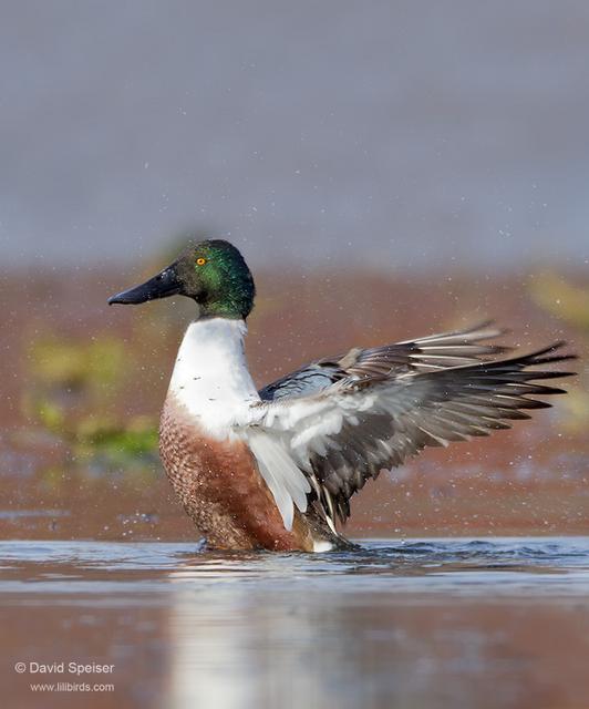 Northern Shoveler