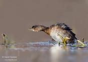 Pied-billed Grebe