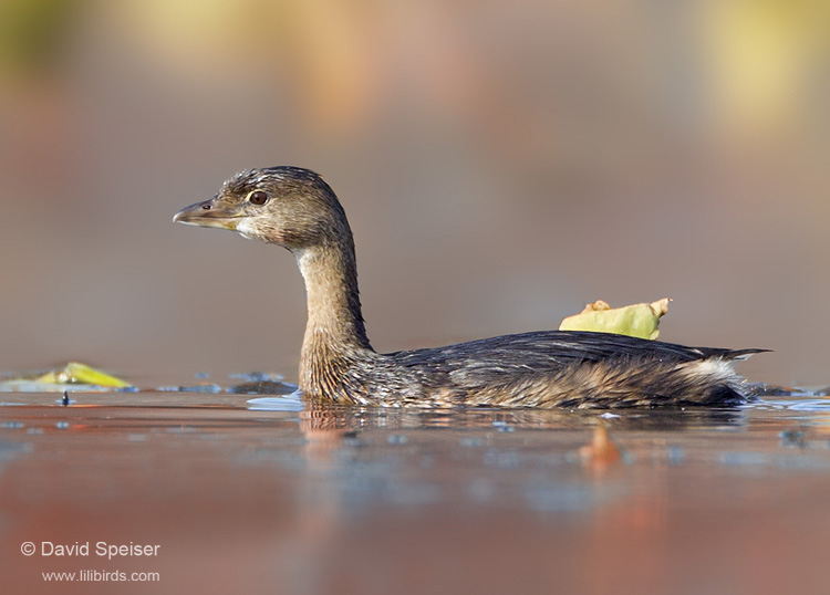 Pied-billed Grebe