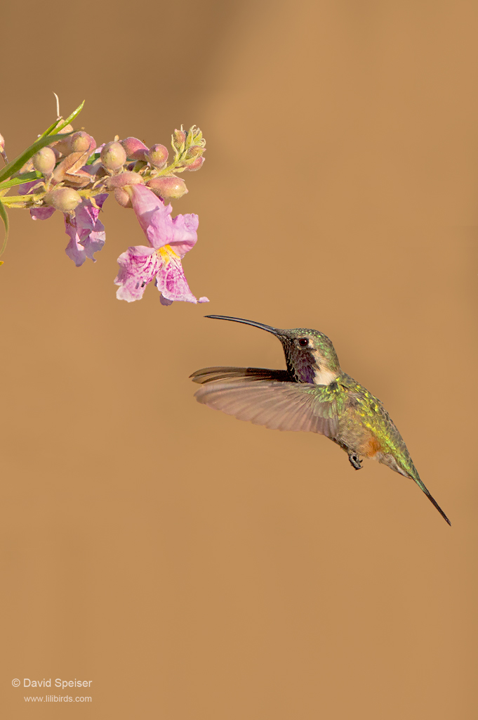 lucifer hummingbird 2a 1024