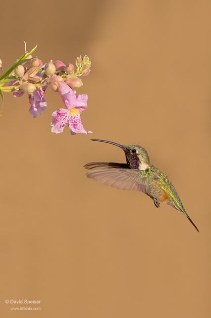 lucifer hummingbird 2a 1024