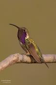 lucifer hummingbird 3a 1024