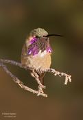 lucifer hummingbird 4b 1024