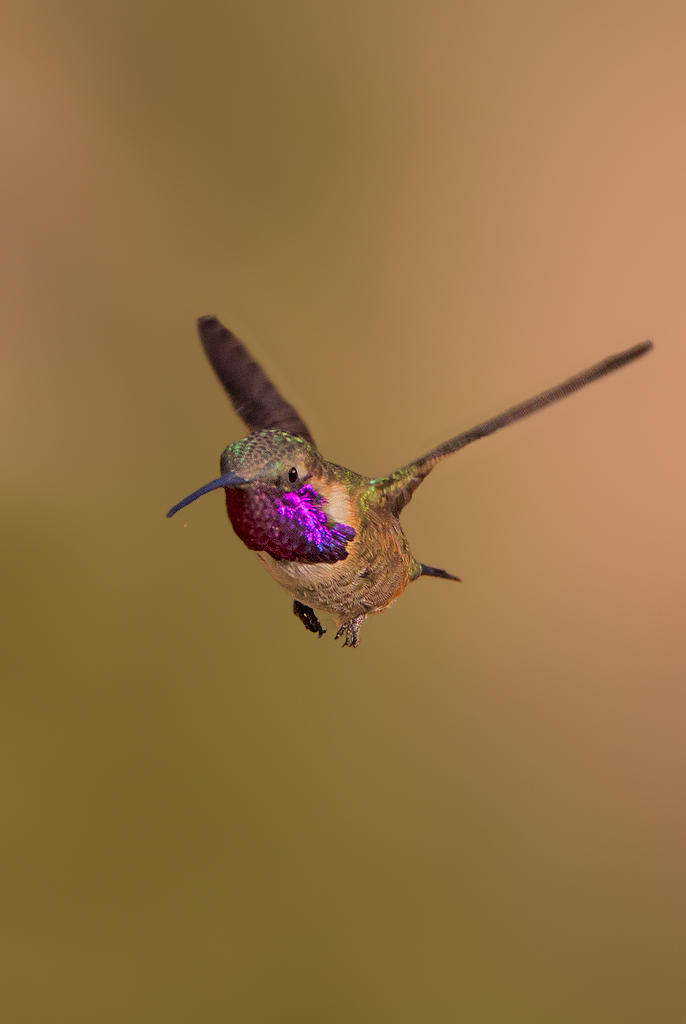 lucifer hummingbird 1 1024