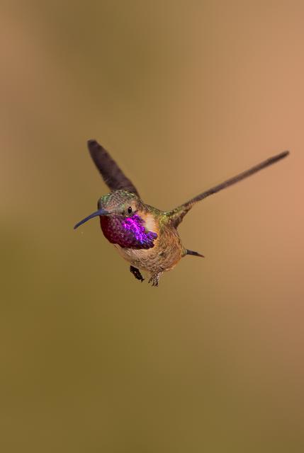 lucifer hummingbird 1 1024