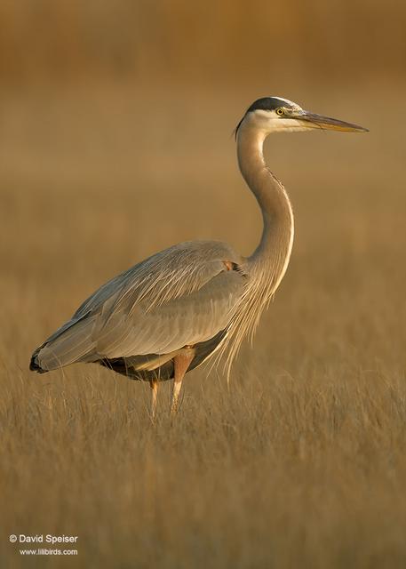 Great-blue Heron