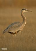 Great-blue Heron