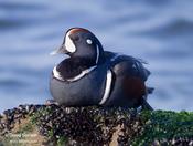 Harlequin Duck