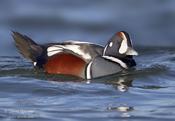 Harlequin Duck