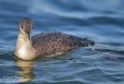 Red-throated Loon