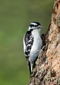 Downy Woodpecker