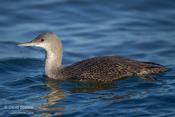 Red-throated Loon