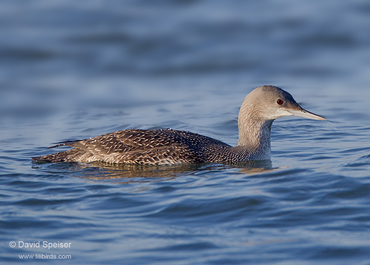red-throated loon 4