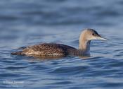 red-throated loon 4