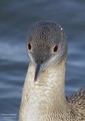 Red-throated Loon