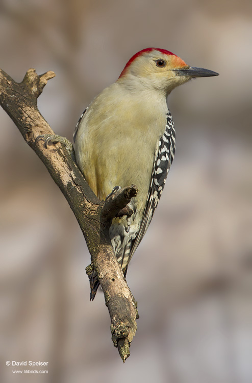 Red-bellied Woodpecker