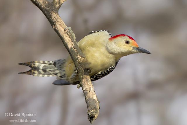 Red-belied Woodpecker