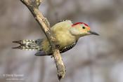 Red-belied Woodpecker