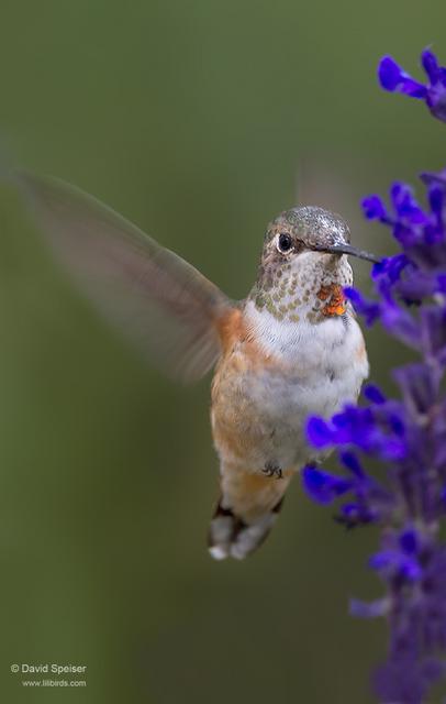 Rufous Hummingbird