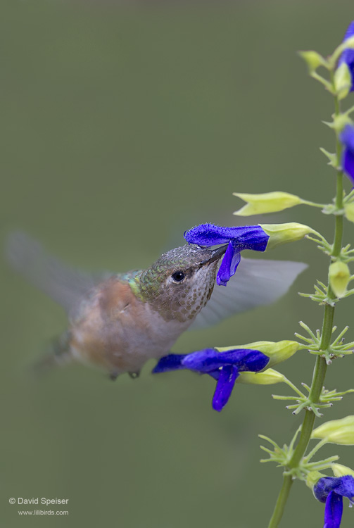 Rufous Hummingbird