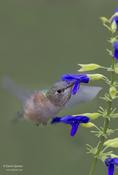 Rufous Hummingbird