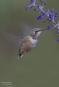 Rufous Hummingbird