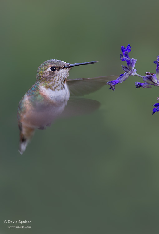 Rufous Hummingbird