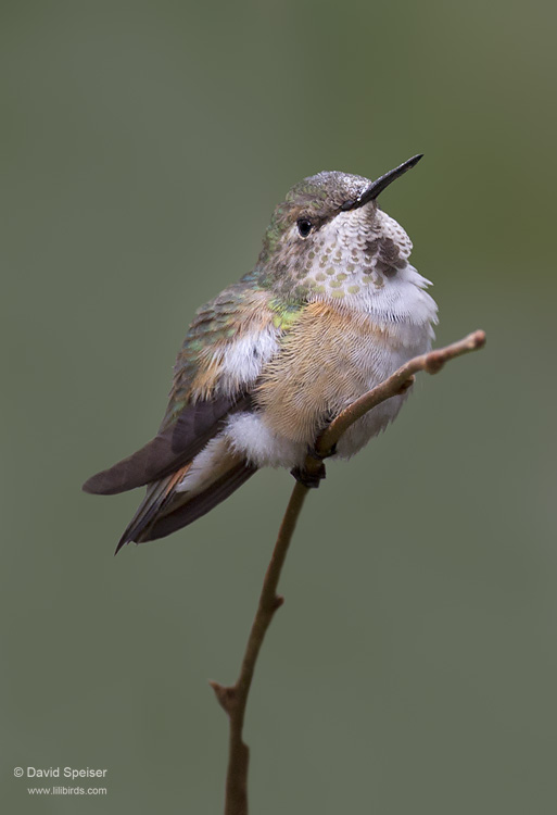 Rufous Hummingbird