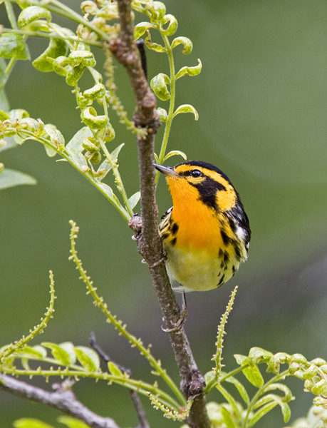 Blackburnian Warbler