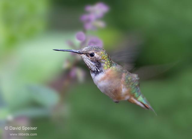 Rufous Hummingbird