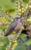 rufous hummingbird 7