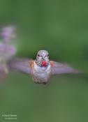 rufous hummingbird 8