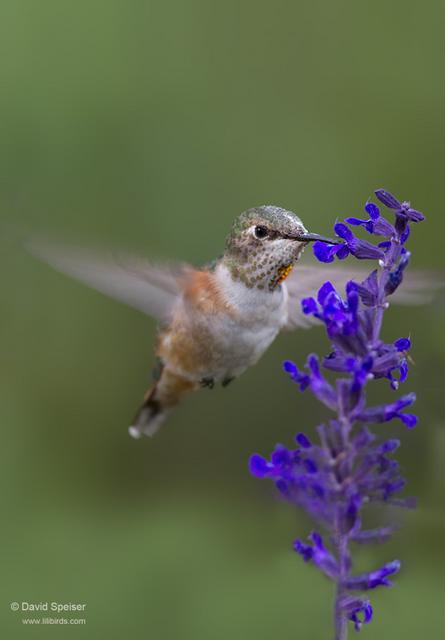 Rufous Hummingbird