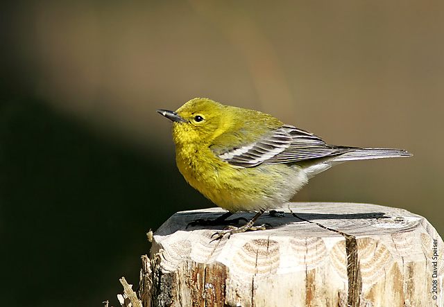 Pine Warbler