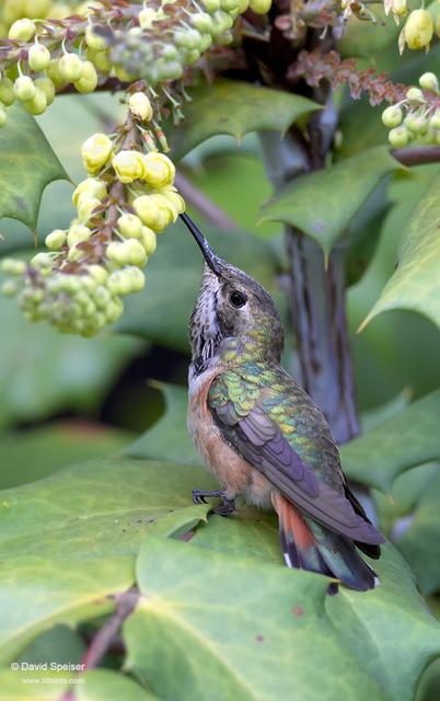 Rufous Hummingbird