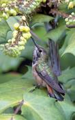 Rufous Hummingbird