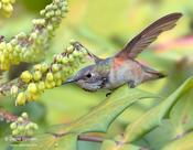 Rufous Hummingbird