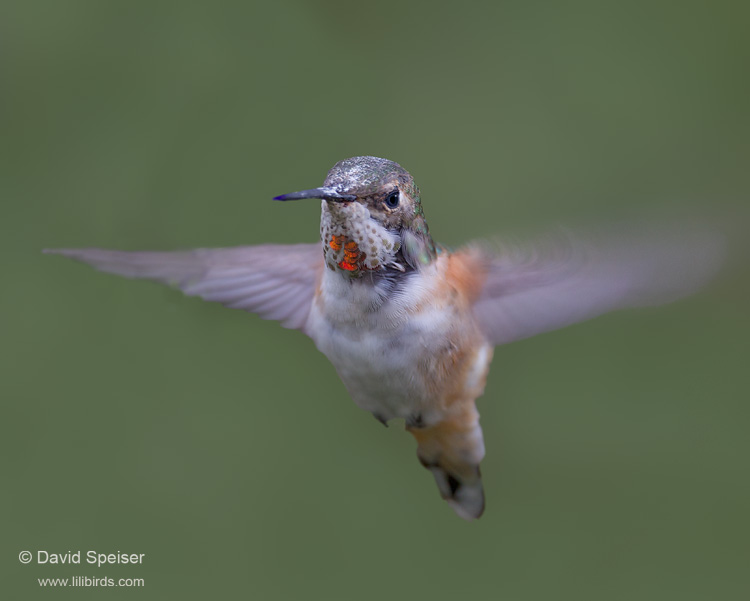 Rufous Hummingbird