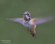 Rufous Hummingbird