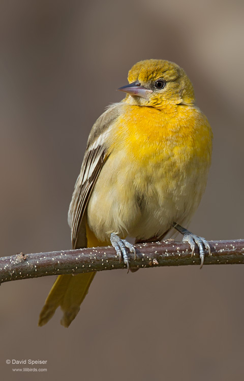 Baltimore Oriole