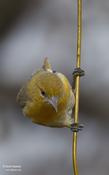 Baltimore Oriole