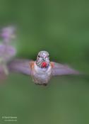 Rufous Hummingbird