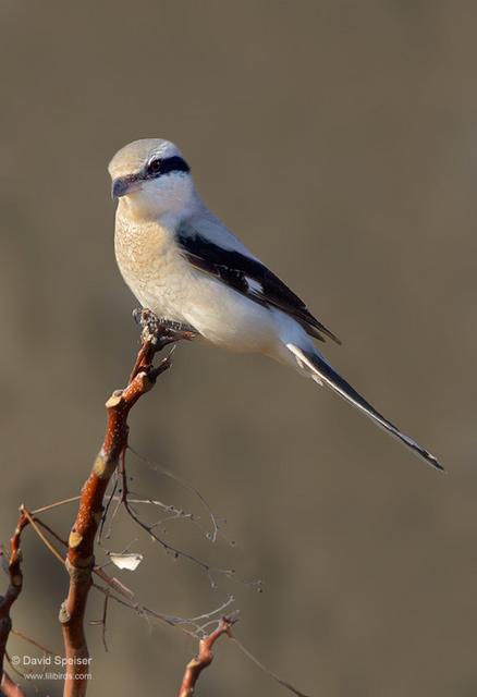 Northern Shrike