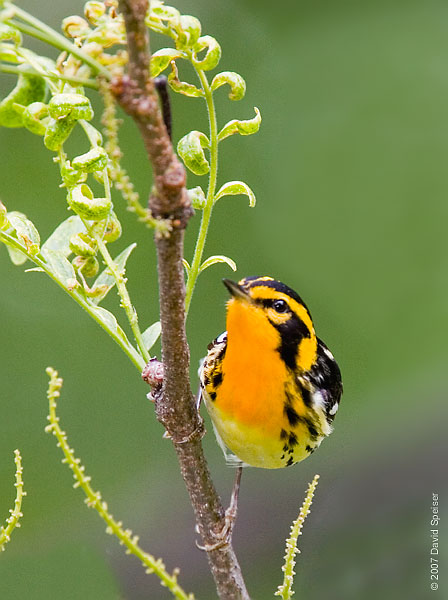 Blackburnian Warbler